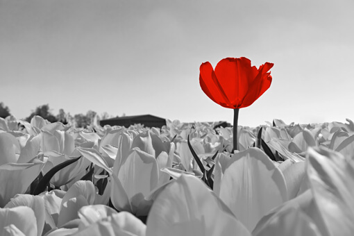 Fleur rouge se émarquant des fleurs grises autour d'elle