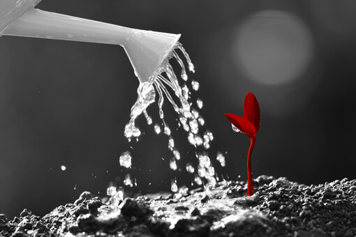 Fleur rouge se faisant arroser
